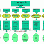 Prodotti del castagno da frutto